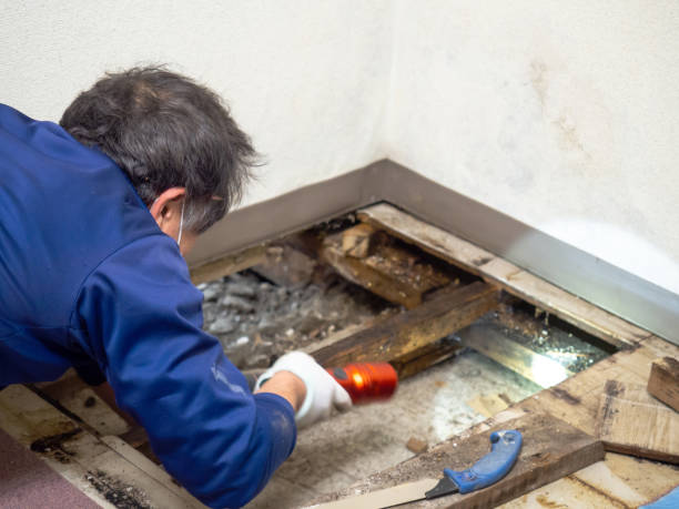 Best Toxic Mold Removal  in Ephrata, PA