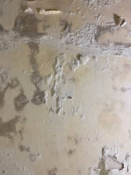 Best Residential Mold Removal  in Ephrata, PA