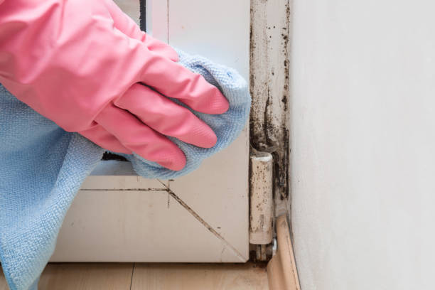Best Attic Mold Removal  in Ephrata, PA